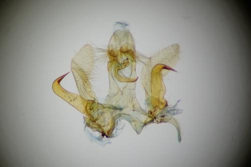 Réf. 262 269 : Platyedra subcinerea